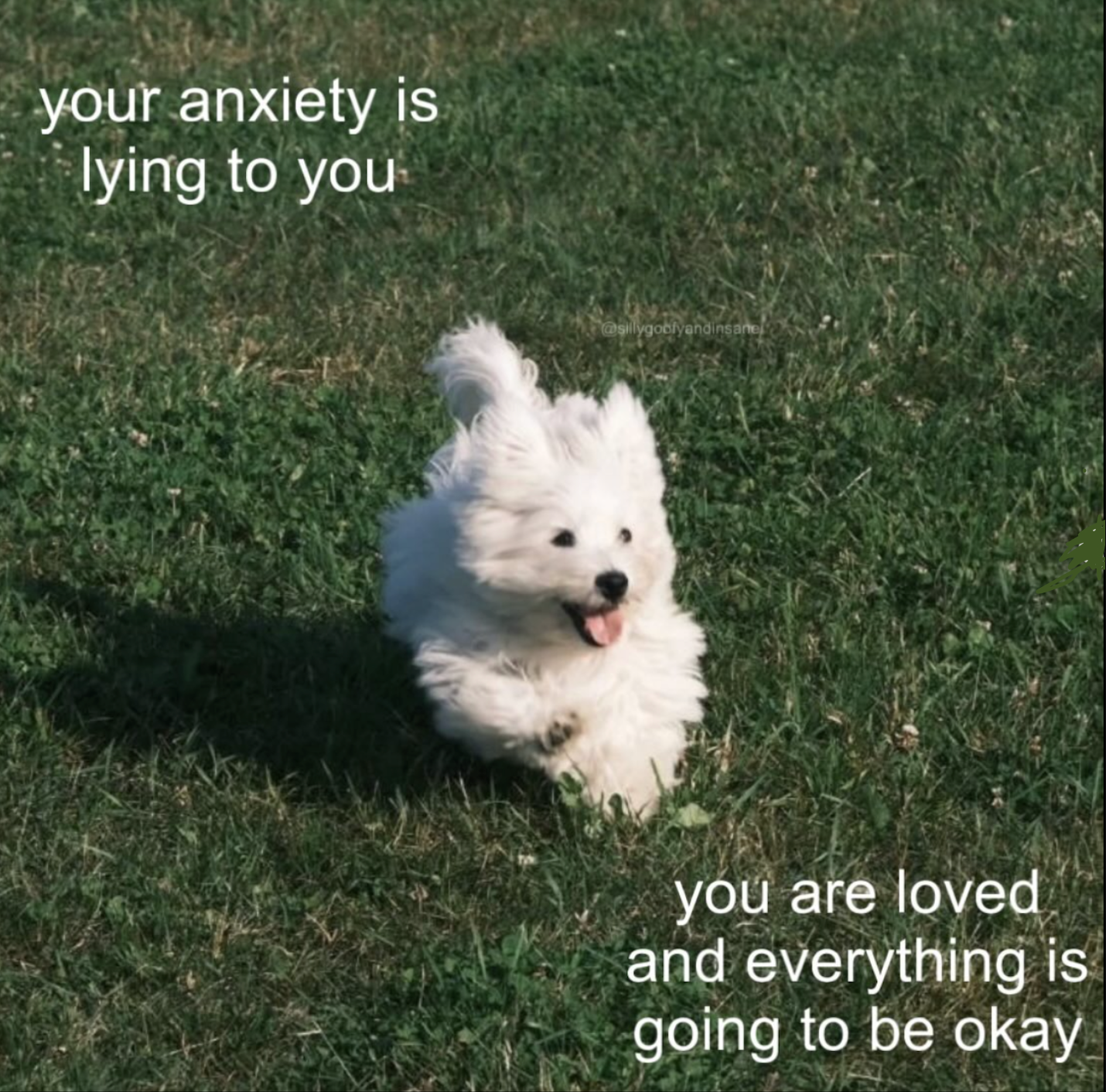 doggo